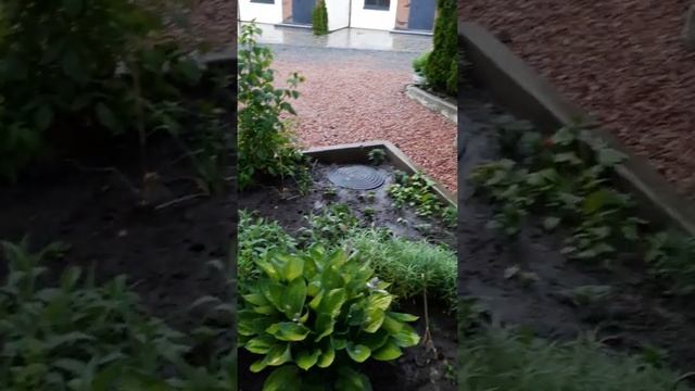 Моя клумба 🌷🥀🍀🌻 Як же я люблю дощ ⛈