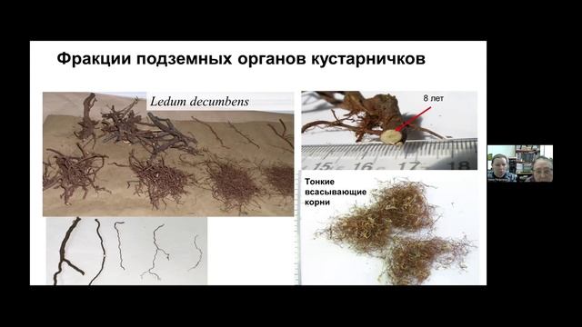 Лекция 3_Жизнь и приспособления растений на болотах_Миронычева-Токарева Н.П., Вишнякова Е.К., Косых