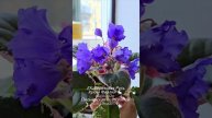 Фиалки с цветами колокольчиками, стандарты, мини, трейлеры...
EK-Березовая Русь, Dn-Рожева Конвалiя