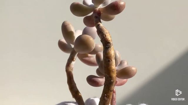 Graptopetalum Amethystinum (y)