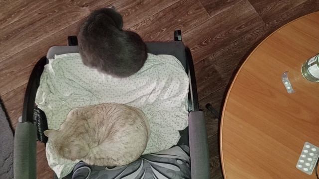 Кот Персик кошка Мыфка в кресле