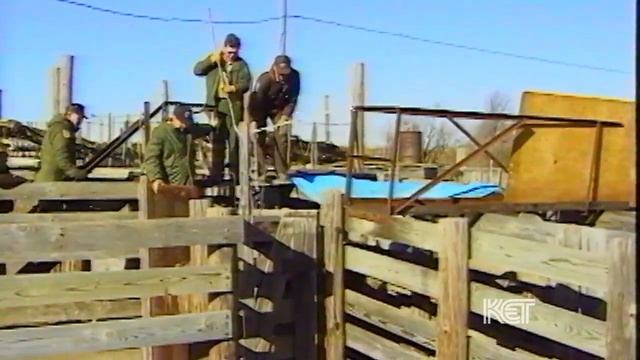 Elk in Kentucky (Bell County, KY) | Kentucky Life | KET