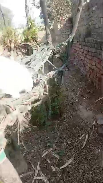 VID-20250218-WA0004.mp4