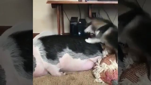 VID_20250201_191338_217.mp4