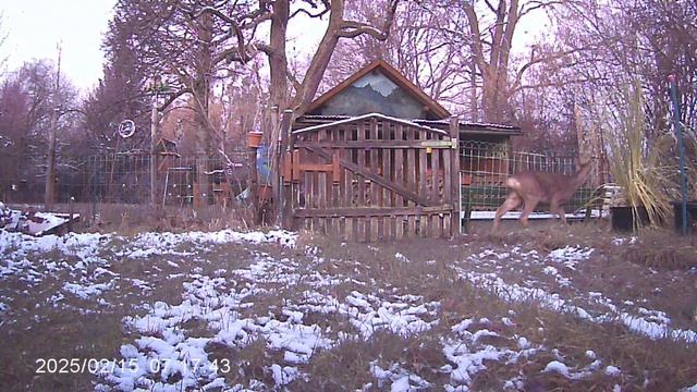 Западня, косули