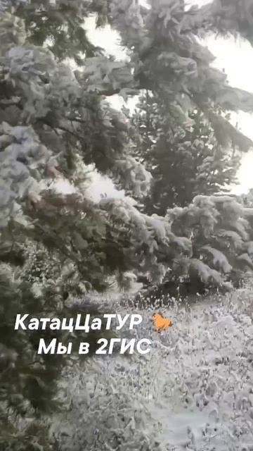 Лошади на воле