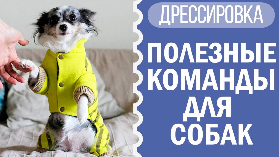 Дрессировка собаки: примеры команд с чихуахуа Софи! 🐶🎓