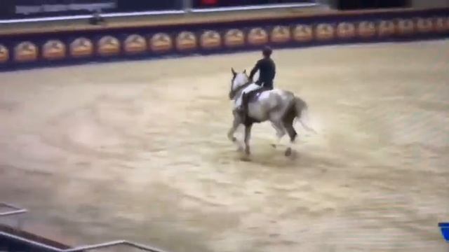 For Sale: La Toucha. Zilverstar x Calypso d Herbier. Grey mare,Born 2011