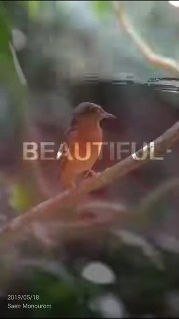 What is the best to look at White throated rockthrush