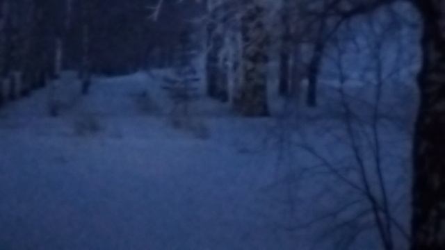 Жаль нет снегоступов.В поле, за поле коммунаров. следы зайца и лисы очень много.