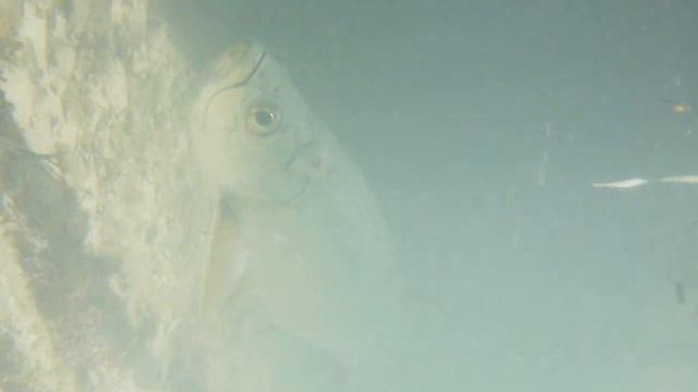 8-1-10 Tarpon Islamorada