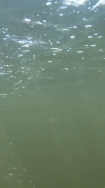 Catching Lake Trout on Top Water Lures is exhilarating! #shorts #fishing #laketrout  #topwater