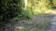 Alligator Crossings at Huntington Beach SP