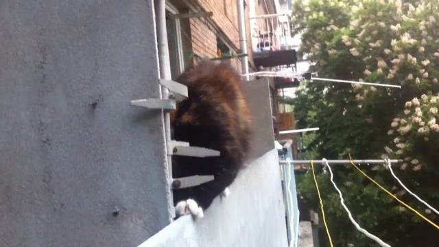 Соседский кот [3]