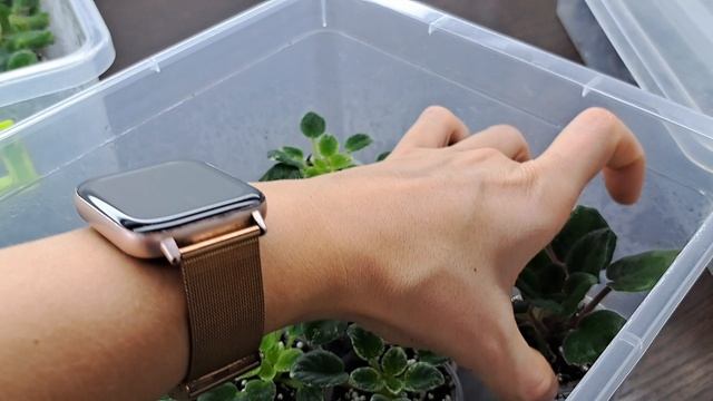 Типлички для фиалок, как все устроено?