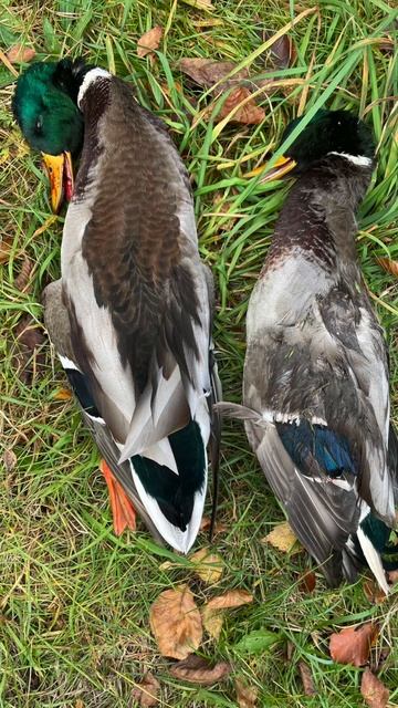 Duckhunting turns into a feast! #duckhunting #duckroast #goodfood