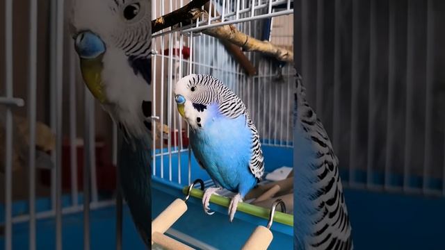 СКОРЕЕ БЫ ПО НАСТОЯЩЕМУ ДОБРОЕ УТРО...
