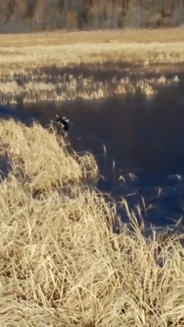 Охота на уток,хорошее попадание в голову