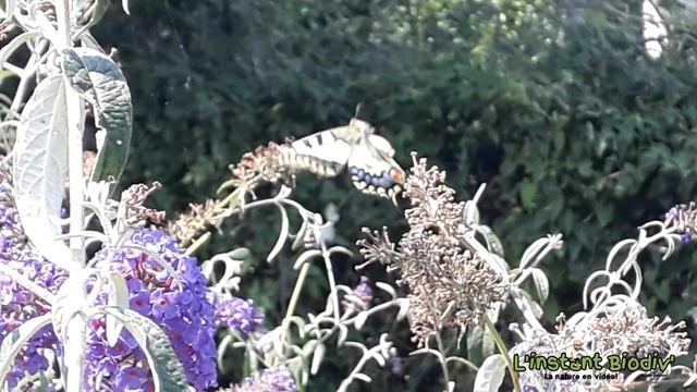 Minute Biodiv'/ L'étonnant papillon machaon !