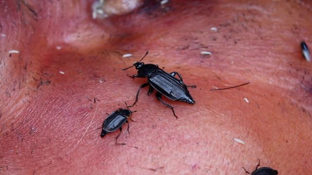 Forensic Entomology - death feeding insects