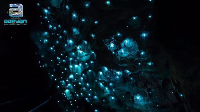 Waitomo's Lights    Avatar in Real Life