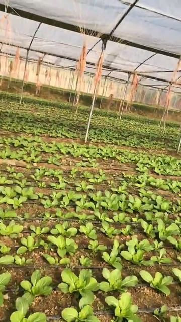 Chines cabbage greenhouse in Kabul