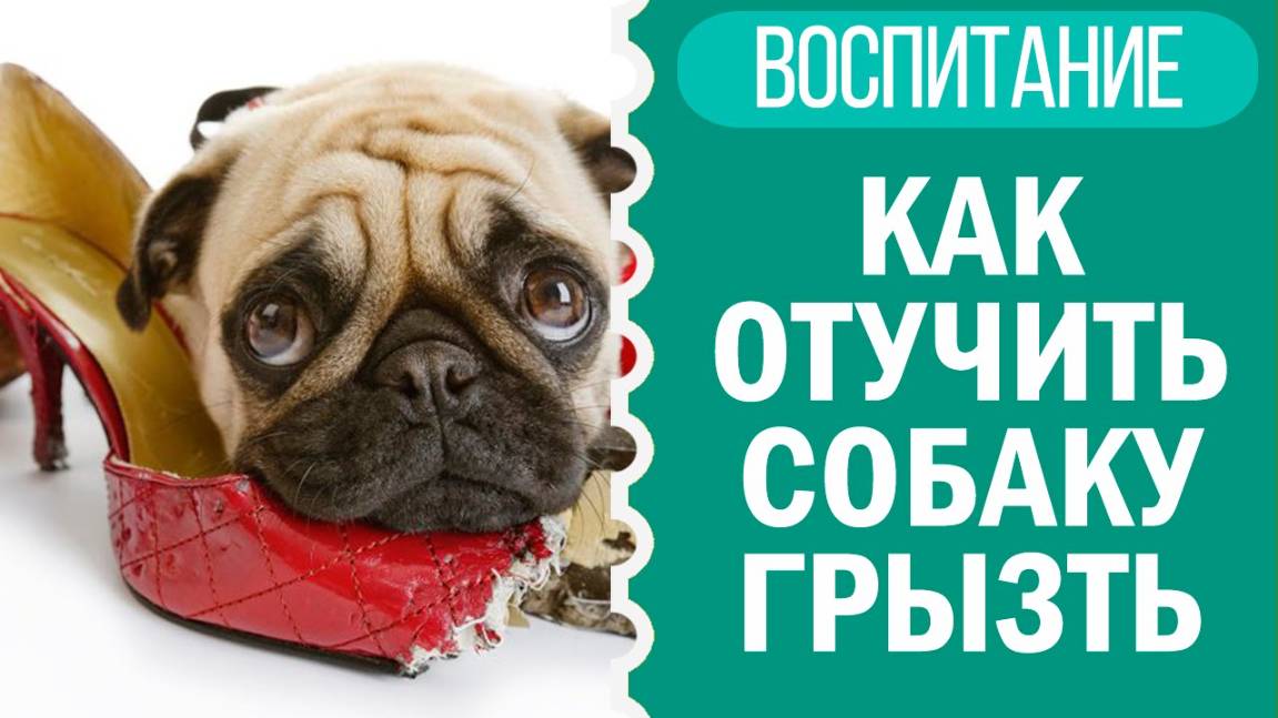 Как отучить собаку грызть вещи? Советы от чихуахуа Софи! 🐕🚫