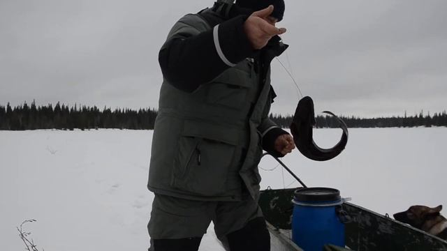 налим для 29fishing.ru