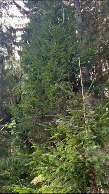 VIDEO-2025-02-18-12-27-45