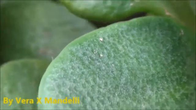 * BESOURO * * BEETLE * DIABROTICA SP *