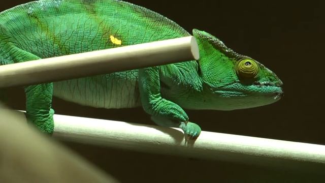 パーソンカメレオン Calumma parsonii　Ueno