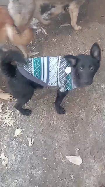 Маслинка нарядная