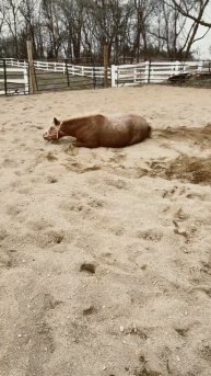 Horse