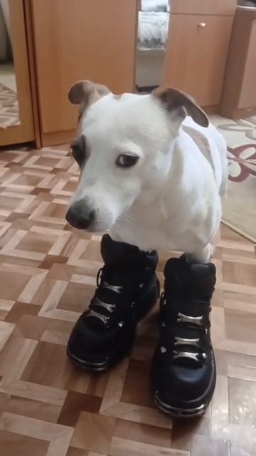 ( ＾ω＾ )