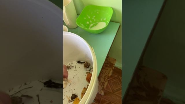2160p_Вот_какие_грибы_в_лесу_растут_у_нас_белые_грибы