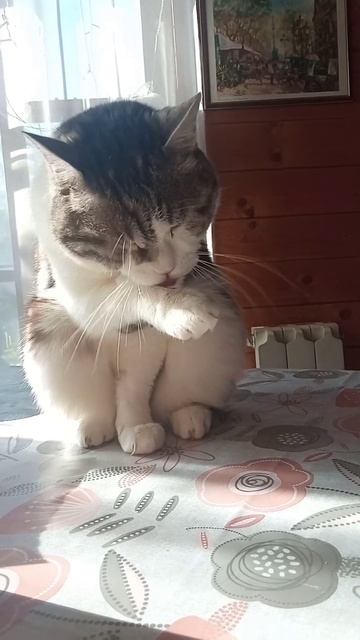 Кот умывается ))