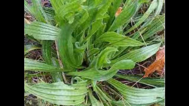 Golden thread Herb Health Benefits & Side Effects