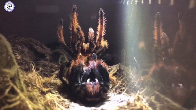Brachypelma klassi Tarantula Molting - Dorsal Side Up - Real Time Footage (edited)