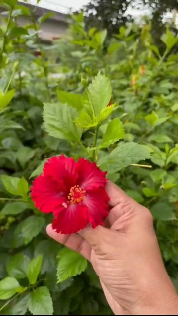 Beautiful # hibiscus #flowers 💐 #with train sound 🌺🌸💐🌹