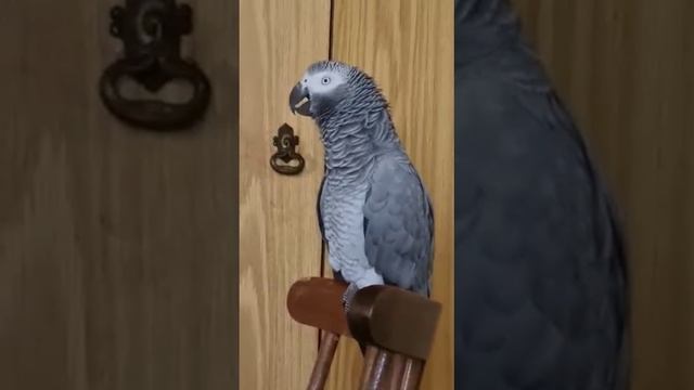 смешной разговор с мамой.
