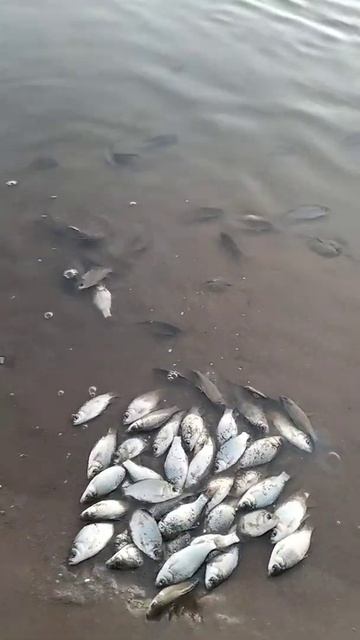 Вторая жизнь карасей!#shorts