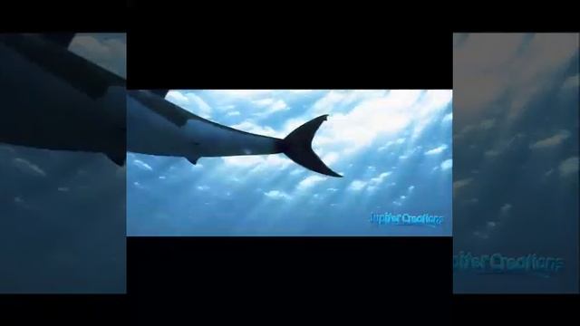 Waterproof R/C Shark