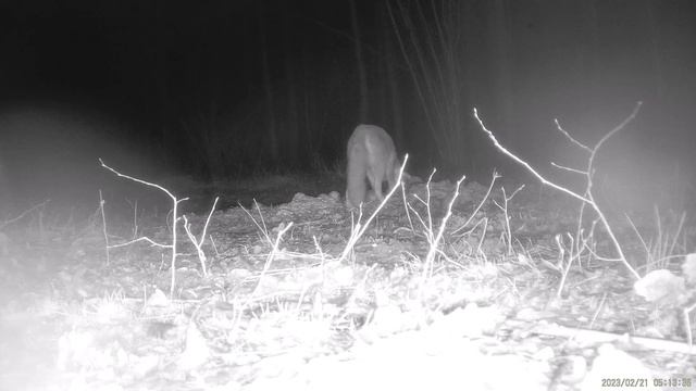 Fotopułapka Suntek HC 900 PRO - luty 2023 ( camera trap, wild animals of Poland )