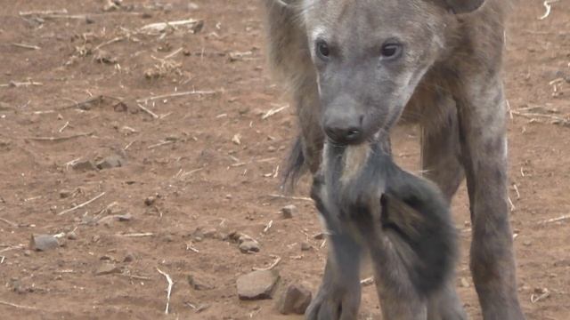 Kruger Park Hyenas enjoying a Zebra Carcass