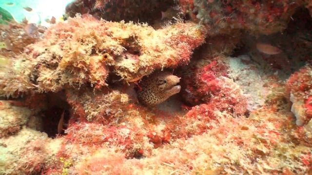 Маленькая муренка