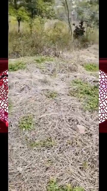 different  camouflage snakes in China ,do you know them
