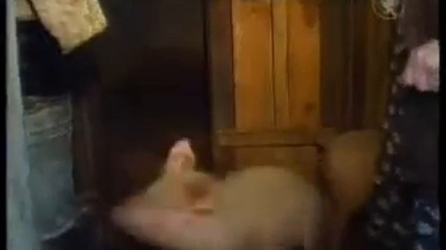 На Україну насувається свиняча чума