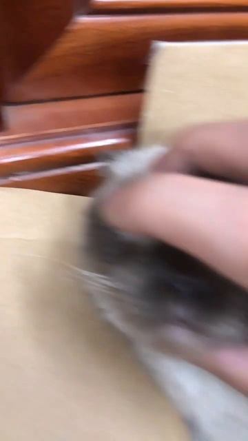 Bôi thuốc trị đau mắt cho mỡ, phản ứng của mỡ ngoài dự đoán