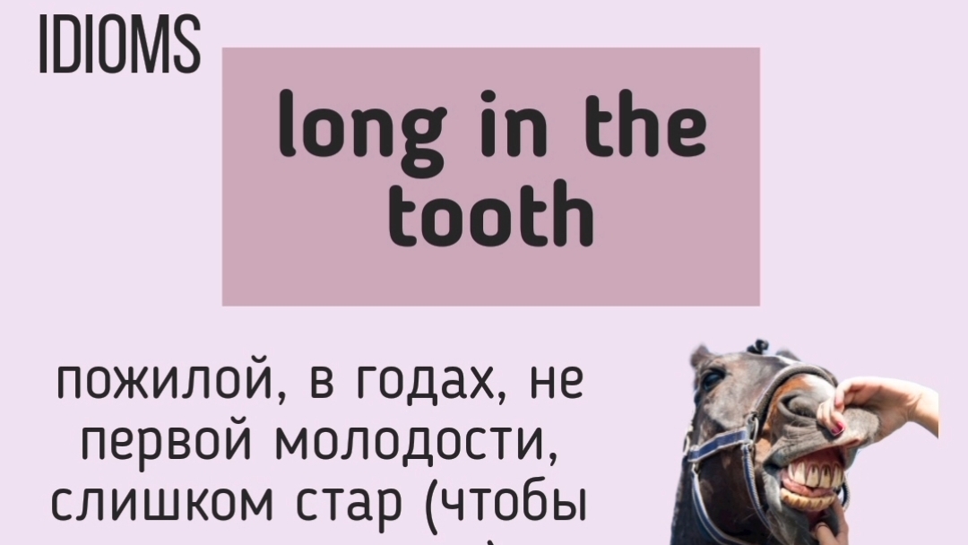 English Idioms/Английские идиомы👉 long in the tooth, hit it off