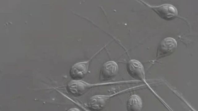 alien life